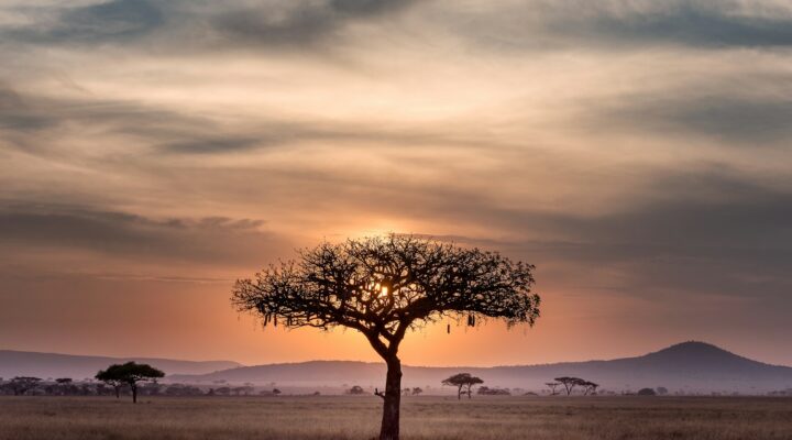 brown tree on surrounded by brown grass during golden hour