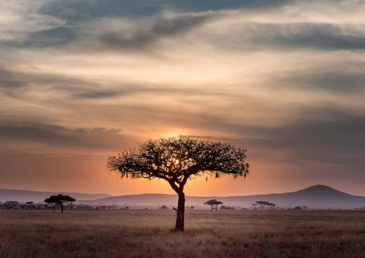 brown tree on surrounded by brown grass during golden hour